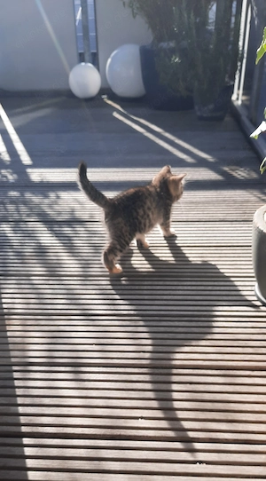 16 Wo alte BKH Kitte, weiblich, braun- beige getigert, lieb und  verschmust in gute Hände abzugeben. Bild 7