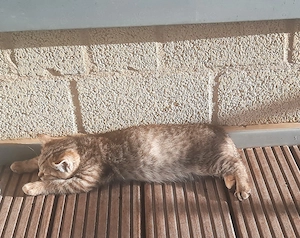 16 Wo alte BKH Kitte, weiblich, braun- beige getigert, lieb und  verschmust in gute Hände abzugeben. Bild 2