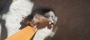 16 Wo alte BKH Kitte, weiblich, braun- beige getigert, lieb und  verschmust in gute Hände abzugeben. Bild 3