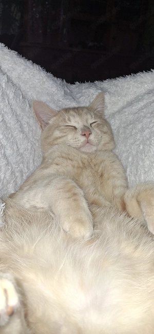 kater mischling