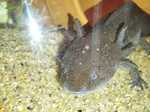 Kevin das Axolotl 