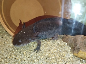 Kevin das Axolotl 
