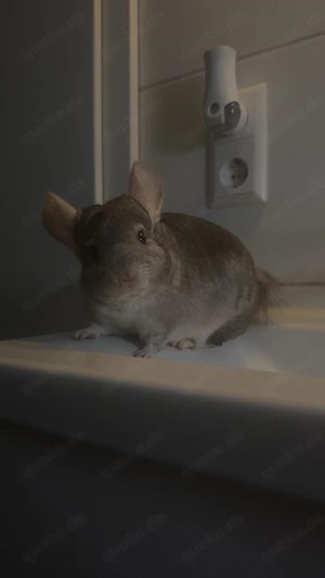 Zwei liebevolle Chinchillas suchen schweren Herzens ein neues Zuhause  Bild 2