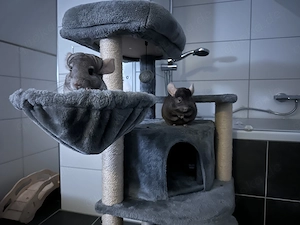 Zwei liebevolle Chinchillas suchen schweren Herzens ein neues Zuhause 