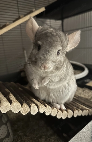 Zwei liebevolle Chinchillas suchen schweren Herzens ein neues Zuhause  Bild 4