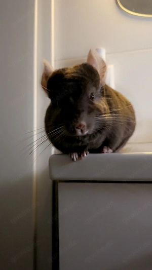 Zwei liebevolle Chinchillas suchen schweren Herzens ein neues Zuhause  Bild 3