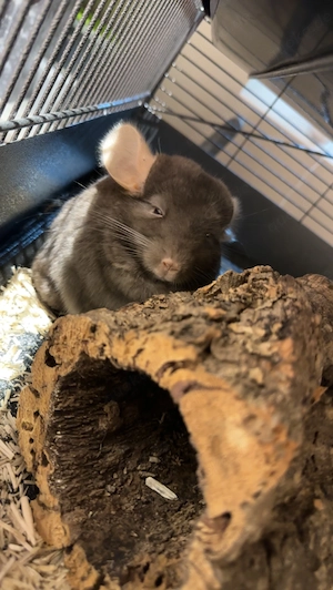 Zwei liebevolle Chinchillas suchen schweren Herzens ein neues Zuhause  Bild 6