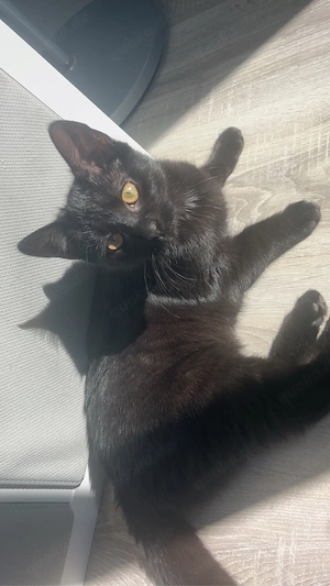 Katze schwarz