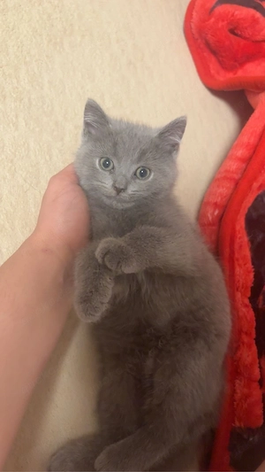 hübsche britischkurzhaar kater sucht neues zuhause Bild 3