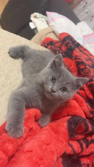 hübsche britischkurzhaar kater sucht neues zuhause
