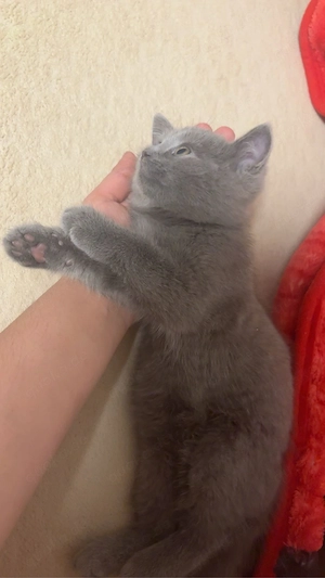 hübsche britischkurzhaar kater sucht neues zuhause Bild 2