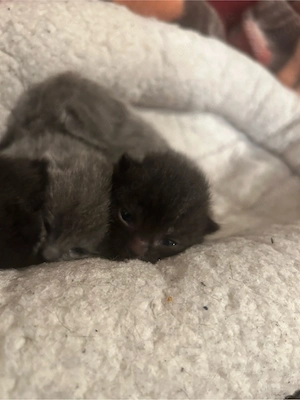 katzen baby zum verkaufen