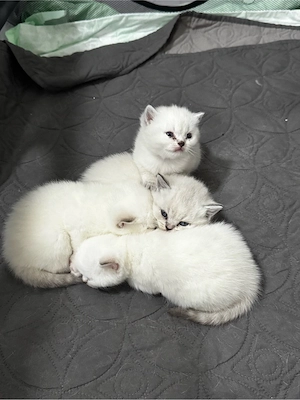 Reinrassige BKH kitten