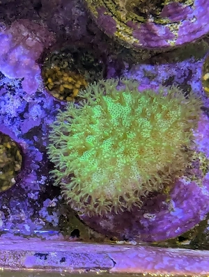 Sarcophyton elegans   Gelbe Pilzlederkoralle; Zoa   Krustenanemonen