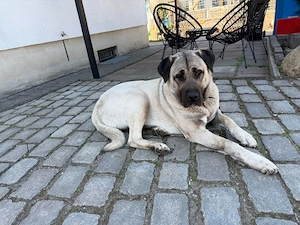 Kangal Hündin abzugeben 