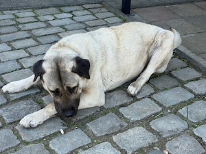 kangal Hündin 