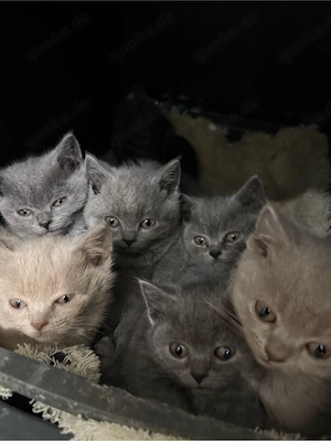 Katzenbaby   Britisch Kurzhaar (BKH) 