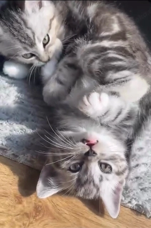 American Shorthair im Angebot 