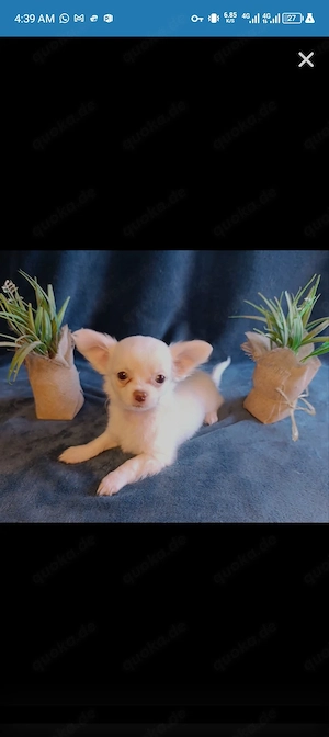 Niedliche Chihuahua-Welpen suchen ein neues Zuhause.
