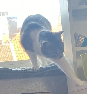 Katze abzugeben 