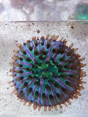 Meerwasser Fungia 