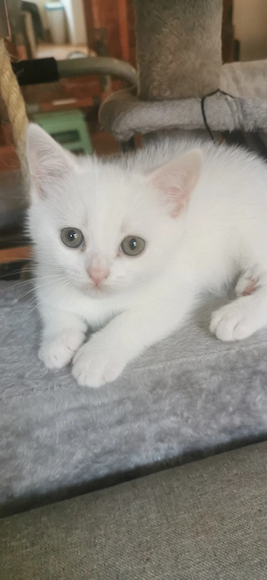Bkh Kitten 