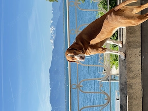 Leevi - Jagdhund-Mix abzugeben  Bild 3