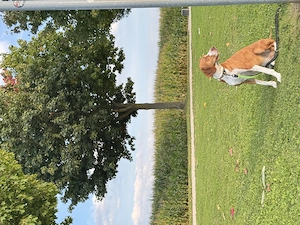 Leevi - Jagdhund-Mix abzugeben  Bild 2