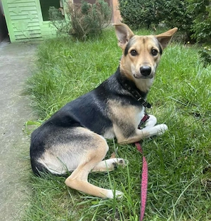 Svend 2 Jahre alt. 