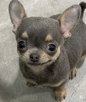 Chihuahua-Welpen 