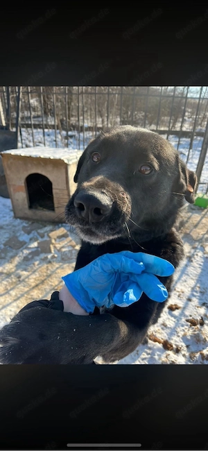 rüde sucht neues zuhause 