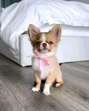 Niedliche Chihuahua-Welpen suchen ein neues Zuhause.