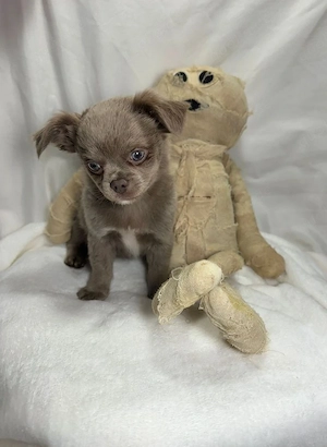 Niedliche Chihuahua-Welpen suchen ein neues Zuhause.