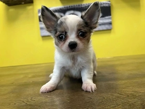 Niedliche Chihuahua-Welpen 