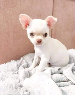 Chihuahua-Welpen: WhatsApp: 015216130268
