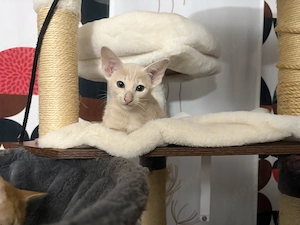 Katzen-Orientalischen kurzhaarigen, Peterbald