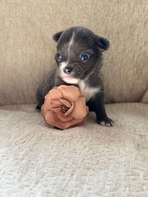 Chihuahua-Welpen: WhatsApp: 015216130268
