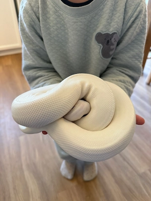 1.0 Python regius Königspython Männchen Leuzistisch, blaue Augen