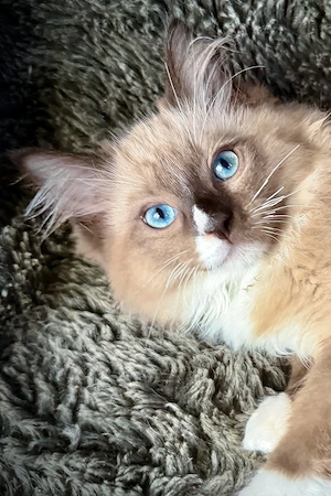 Zu verschenken: Bezaubernder, 3 Monate alter Ragdoll-Kater. Anhänglich perfekt für Familien.