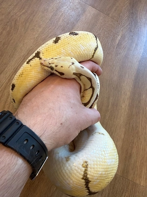 0.1 Python regius Königspython Weibchen Bumblebee