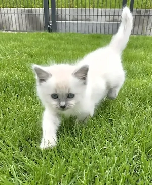 Ragdollkitten mit Ahnentafel 