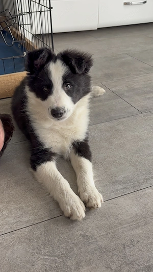 Border collie welpe