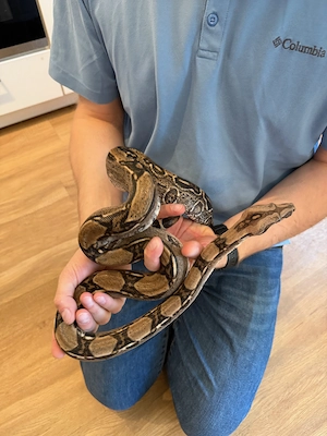 1.0 Boa constrictor Männchen