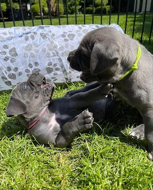 Majestätische Deutsche Doggen Welpen   sanfte Riesen suchen Zuhause   