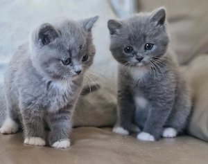 BKH Kitten blue 4 suchen noch ein Zuhause 