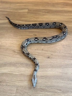 0.1 Boa constrictor Weibchen
