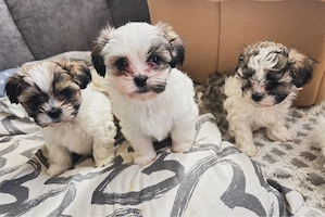 Malteser Shih Tzu