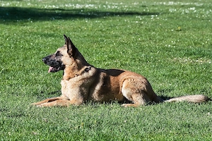 Hundeplatz sucht Nutzer