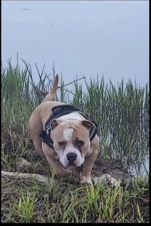 American Bully Rüde