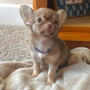 Chihuahua-Welpen: WhatsApp: 015216130268